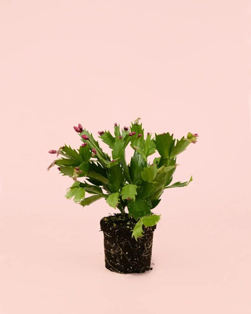 cactus-navidad-rosa