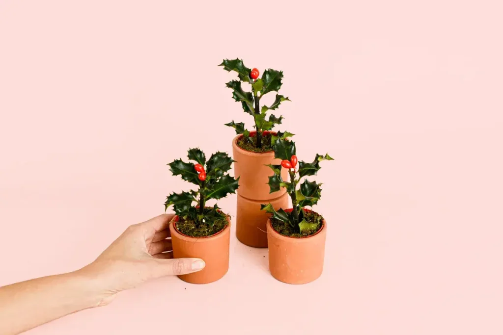 miniplantas-navidad