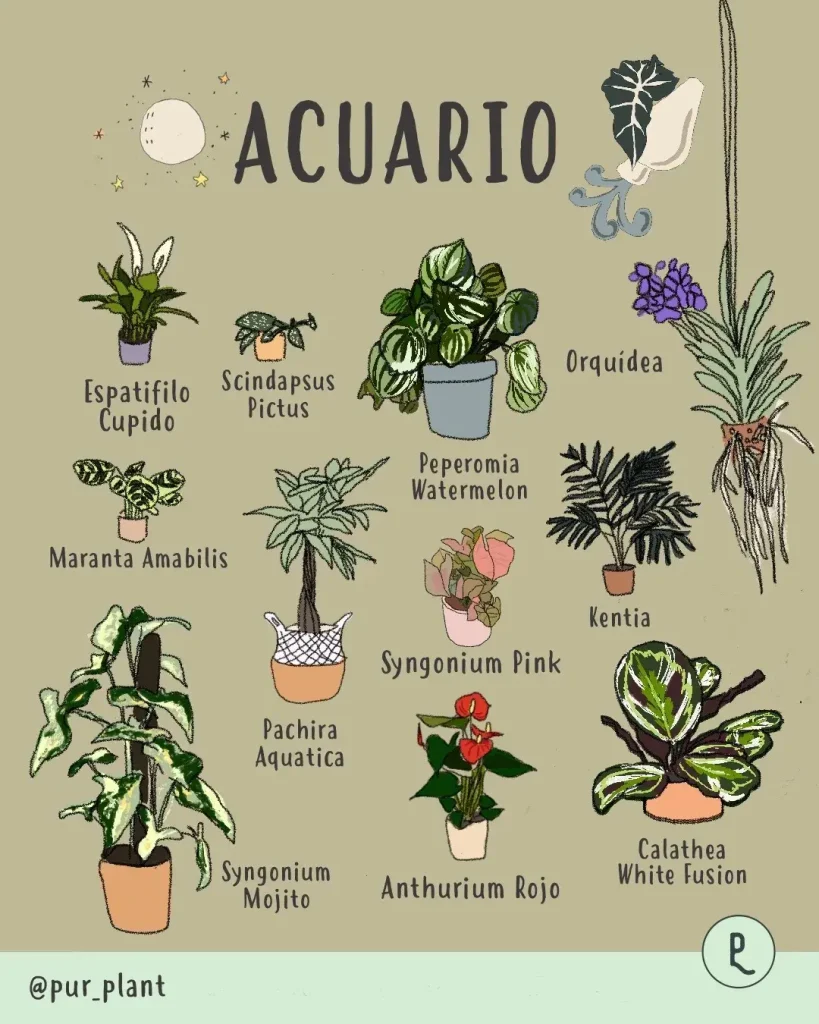 plantas-acuario