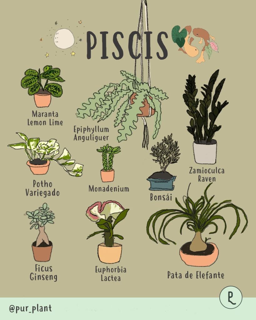 plantas-horoscopo-piscis