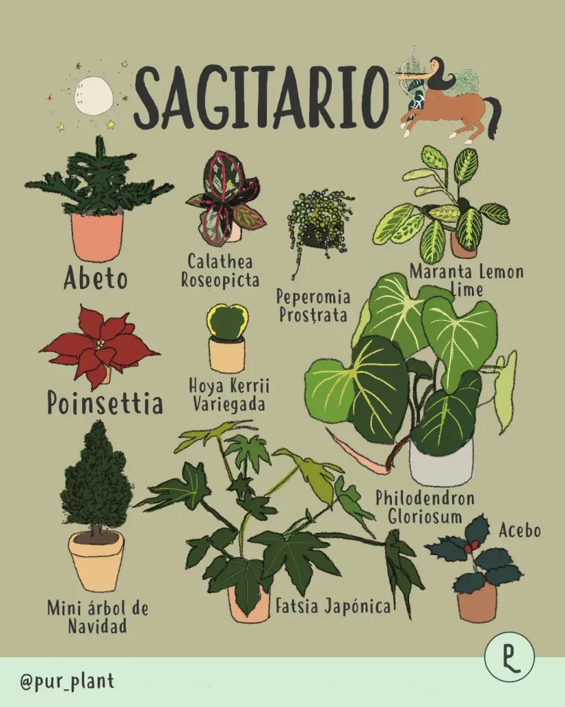 plantas para sagitario