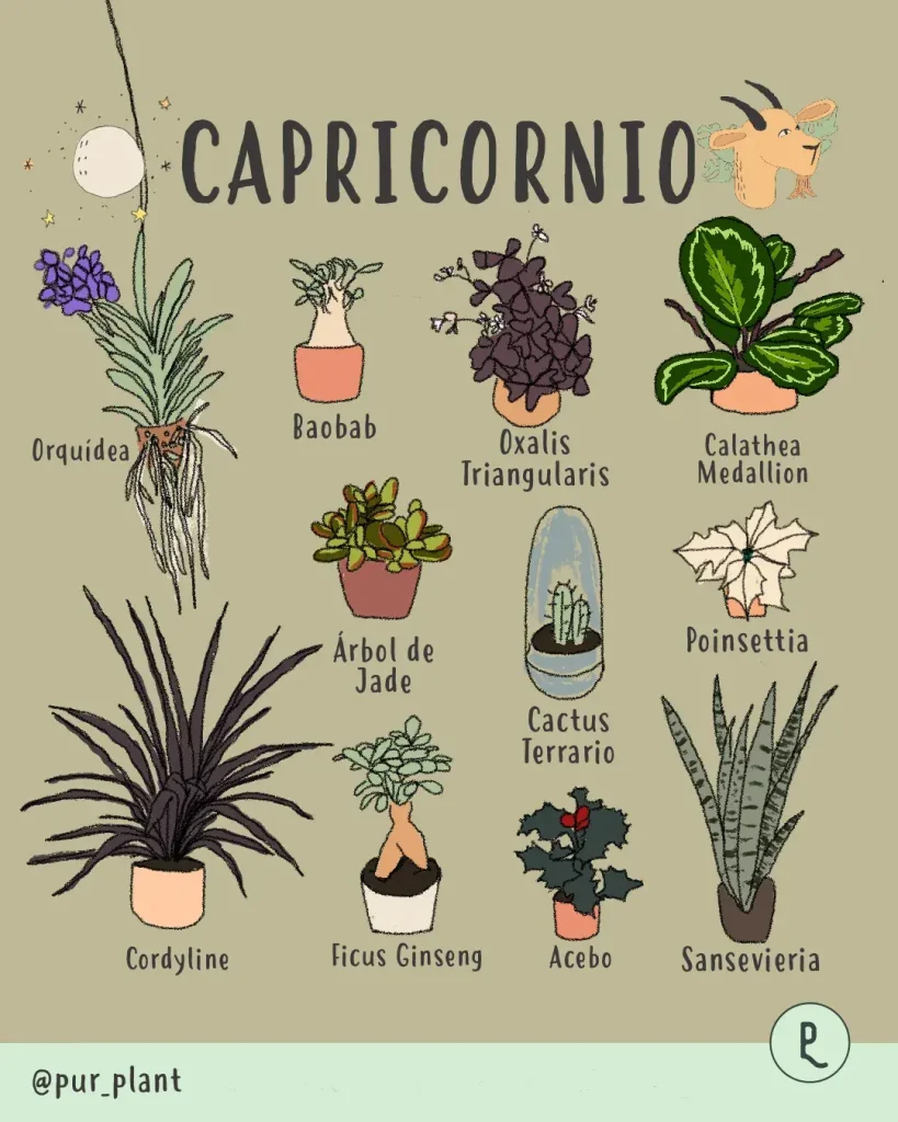 capricornio