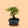 maceta-bonsai