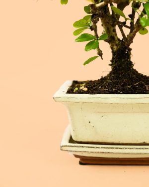 maceta-bonsai-blanca-arbol