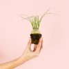 Beaucarnea-recurvata-Mini