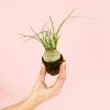 Beaucarnea-recurvata-Mini-pata-elefnate