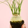 Beaucarnea-recurvata-Mini-tronco