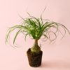 Beaucarnea-recurvata-pata-elefante