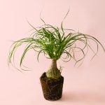 Beaucarnea-recurvata-pata-elefante