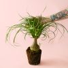 Beaucarnea-recurvata-pata-elefante-planta
