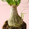 Beaucarnea-recurvata-pata-elefante-tronco