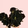 Begonia-dark-hojas