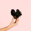 Begonia-dark-planta