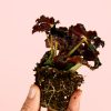 Begonia-dark-tallo