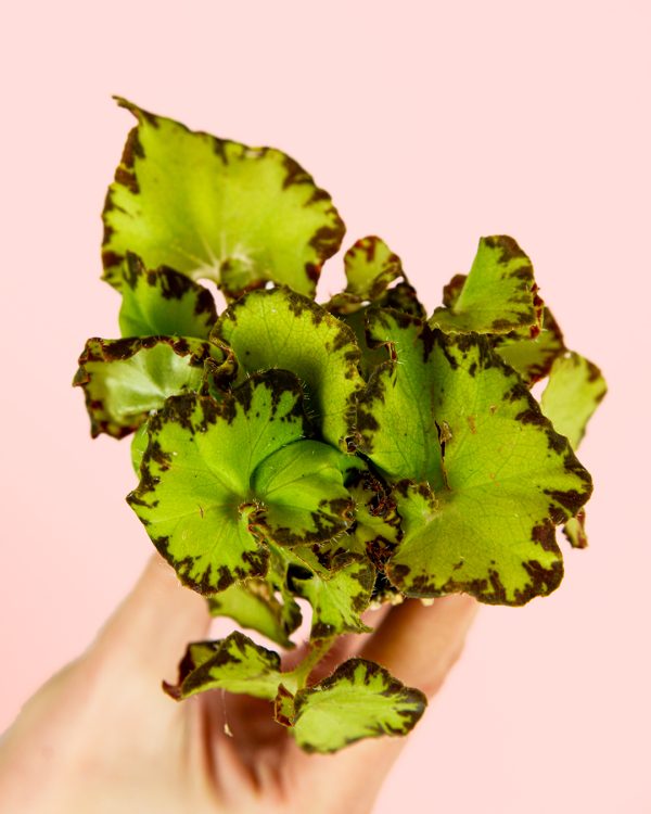 Begonia-green-hojas