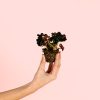 Begonia-rex-dark