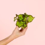 Begonia-rex-green