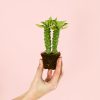 Euphorbia-monadenium