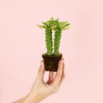 Euphorbia-monadenium