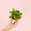 Euphorbia-monadenium-mini