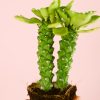Euphorbia-monadenium-tronco