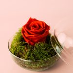 Rosa-eterna-mini-bol-rosa