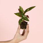 Stromanthe-magic-star-planta