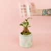 Urban-Terrario-Ficus-Microcarpa-Microcemento-planta