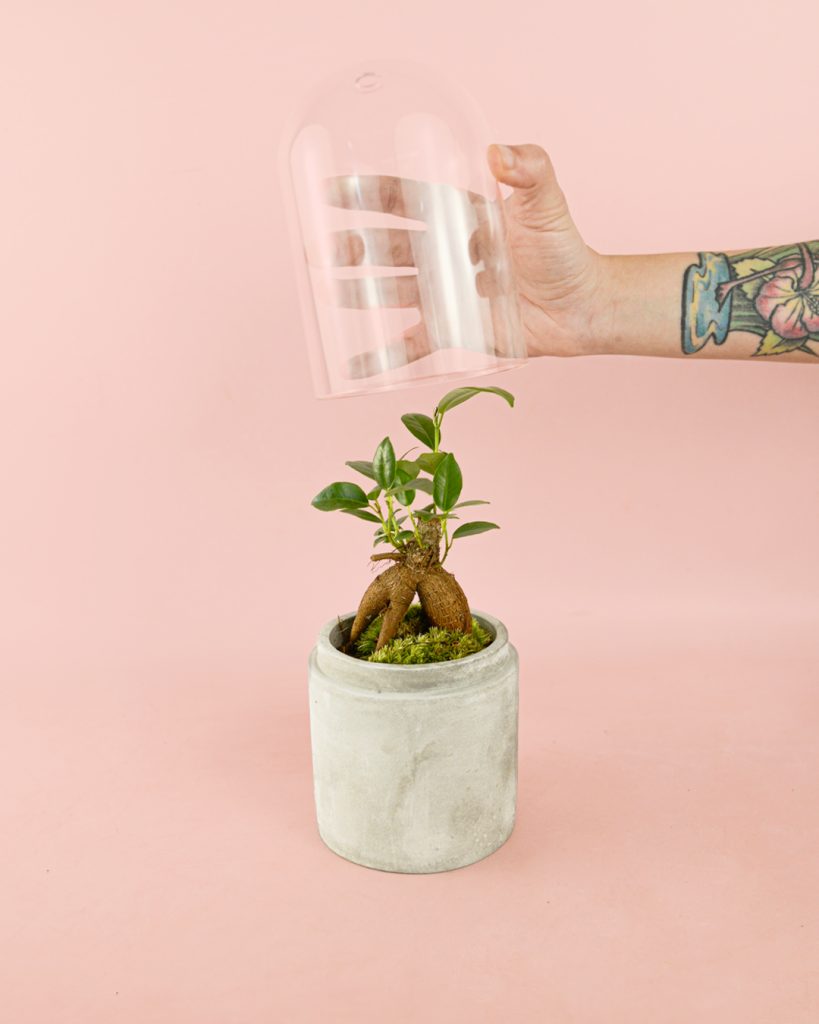 Urban-Terrario-Ficus-Microcarpa-Microcemento