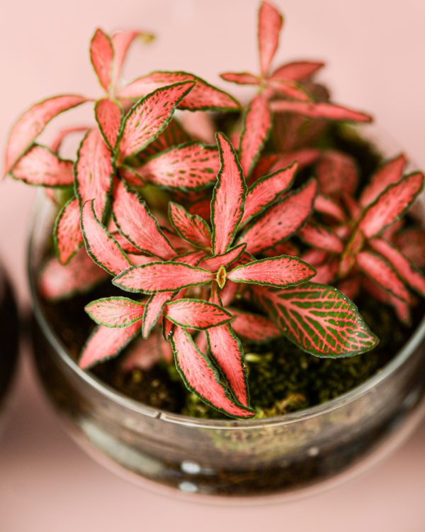 bol-ovo-fittonia-darkpink