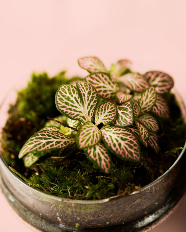 bol-ovo-fittonia-pink