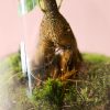 botanic-terrario-ficus-microcarpa-detalle