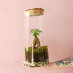 botanic-terrario-ficus-microcarpa-mano