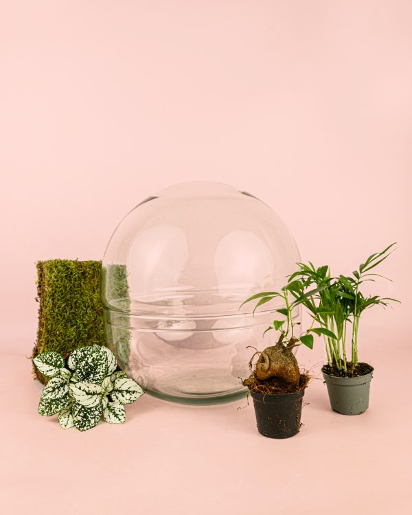 domo-terrario-bol-28x28-plantas
