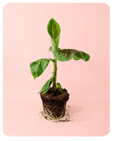plantas de exterior