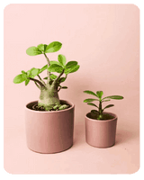plantas de interior
