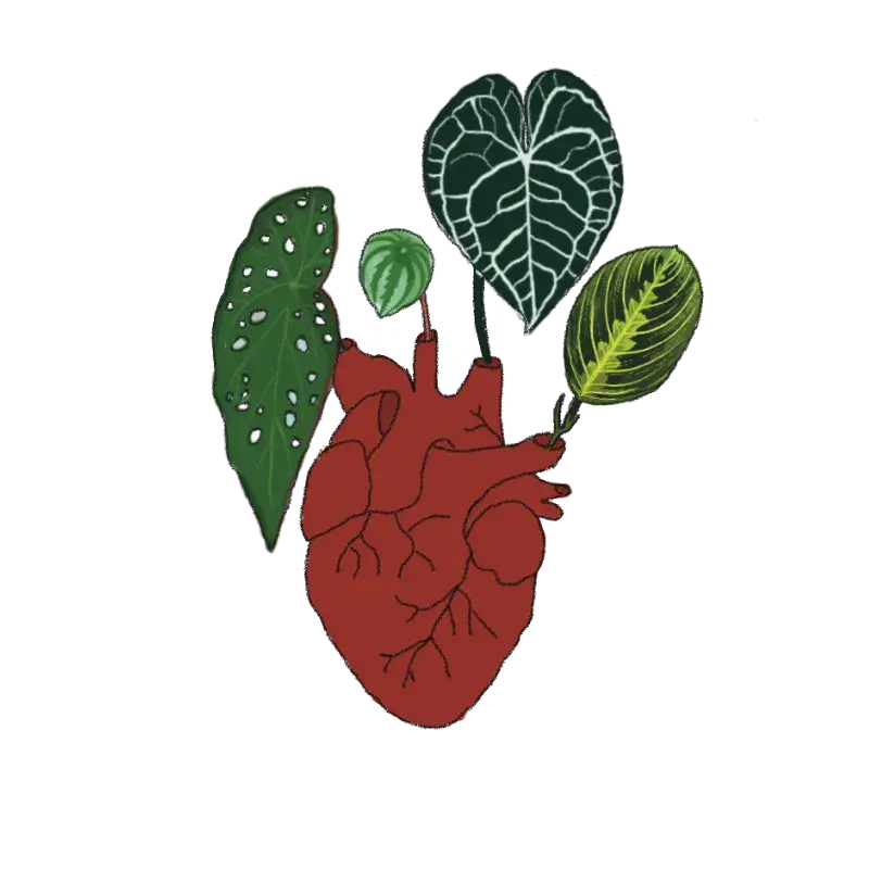 sanvalentin-corazonplantas