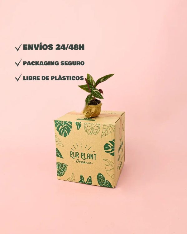 stromanthe-magic-star-packaging