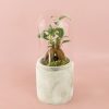 urbanterrarioficusmini