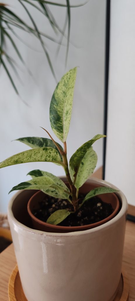 Imagen #3 de Nadia Salman Rodriguez