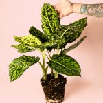 Dieffenbachia Reflactor