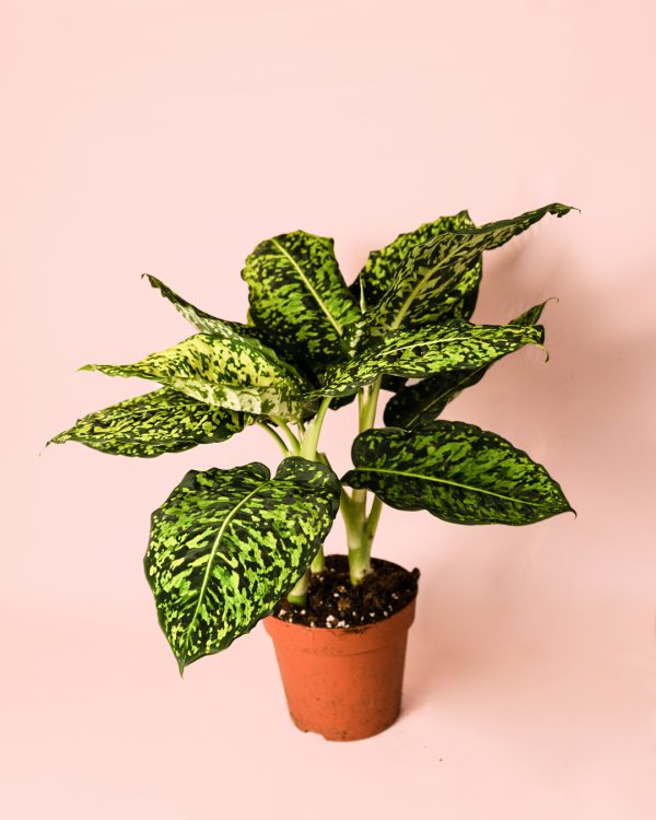 Dieffenbachia Reflactor maceta