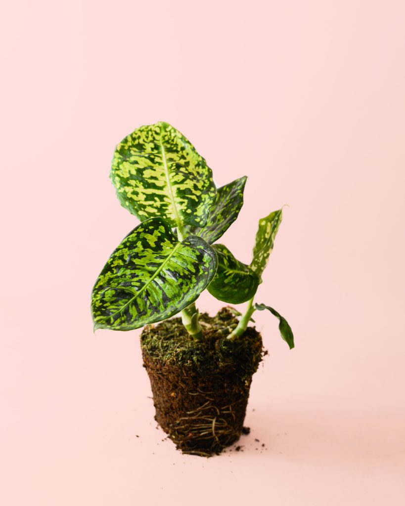 Dieffenbachia-Reflector