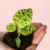 Mini-Jewel-Orchid-Macodes-Petola-hoja