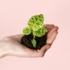 Mini-Jewel-Orchid-Macodes-Petola-planta