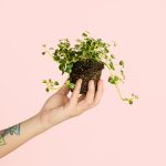 Mini Pilea Depressa
