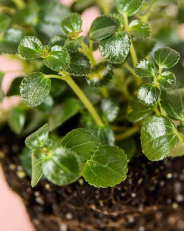 Mini Pilea Depressa hoja