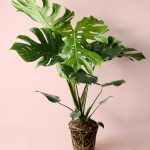 Monstera-Thai-Constellation