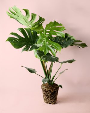 Monstera-Thai-Constellation