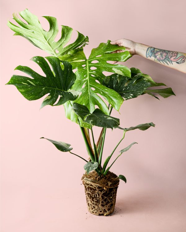 Monstera-Thai-Constellation-planta